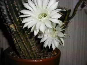 �������l��