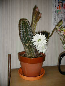 �������l