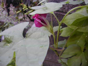 ����ڂ�8/15