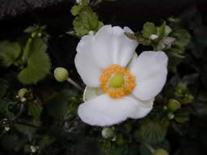 �H���e�t�o