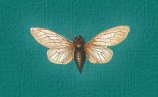 Cicada